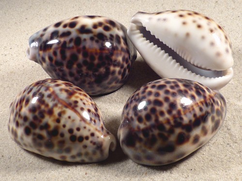 Cypraea tigris PH 6+cm