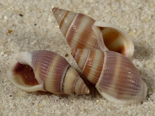 Nassarius foveolatus TH 1,5+cm