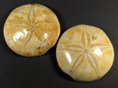 Mepygurus depressus polished Jurassic MG 7+cm