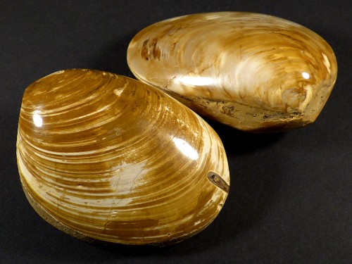 Fissile bivalve polished *brown* Jurassic MG 7,5+cm