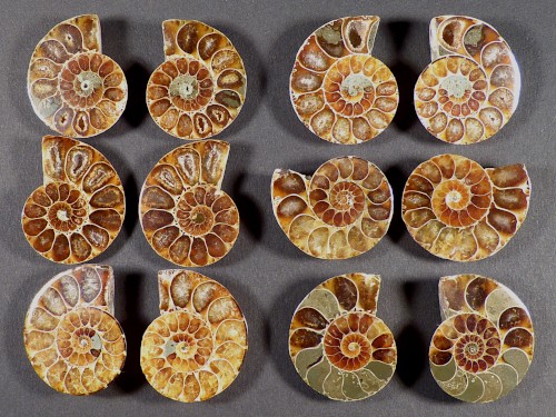 Ammoniten-Schnitt poliert paarig Kreide MG 3+cm (x2)