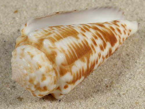 Conus sulcocastaneus PH 4,6cm *unique*