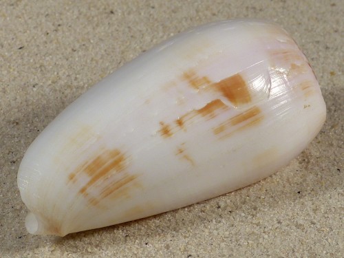 Conus striatus subfloridus IN 7,5cm *unique*
