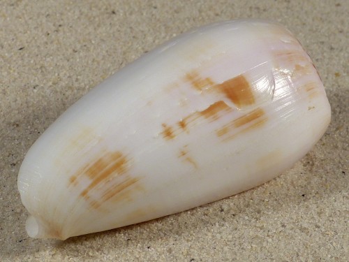 Conus striatus subfloridus IN 7,5cm *unique*