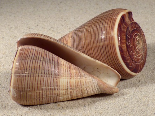 Conus figulinus 7+cm