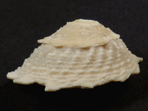 Lithopoma phoebium Pleistocene US 2,9cm *unique*