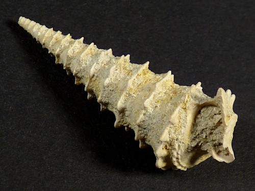 Potamides tricarinatus Eozn FR 4,2cm *Unikat*