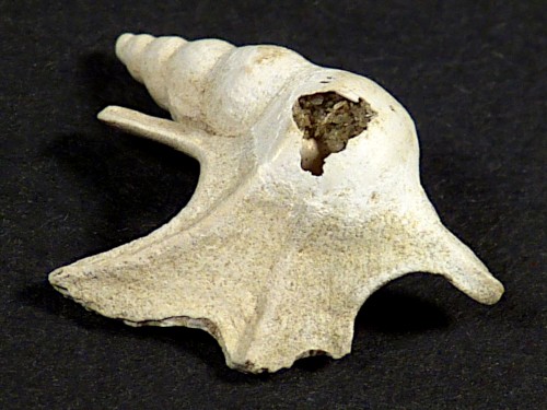 Aporrhais scaldensis Pliozän BE 1,9cm *Unikat*