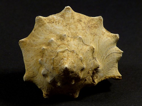 Tudicla rusticula Miocene FR 6cm *unique*
