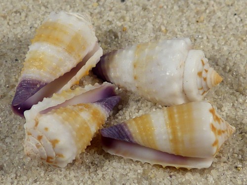 Conus floridulus PH 2+cm