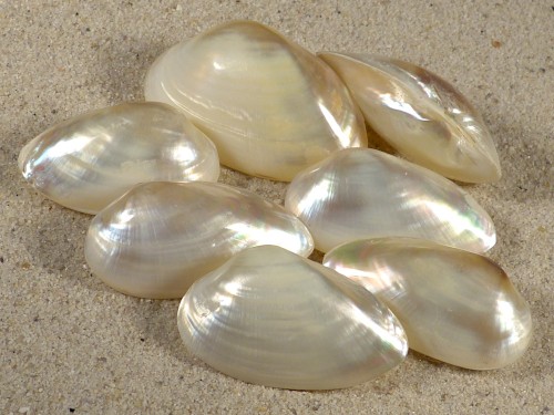 Freshwater-Pearly-Shell TH 4+cm
