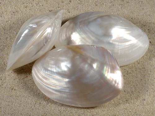 Freshwater-Pearly-Shell TH 6,5+cm