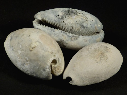 Siphocypraea problematica Pliocene US 5+cm