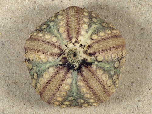 Echinothrix calamaris PH 6,7cm *Unikat*