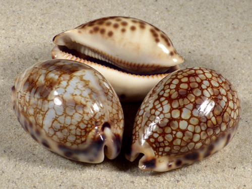 Cypraea histrio 5+cm