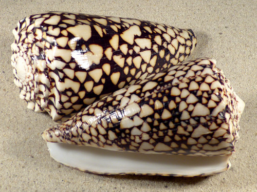 Conus bandanus VN 10+cm