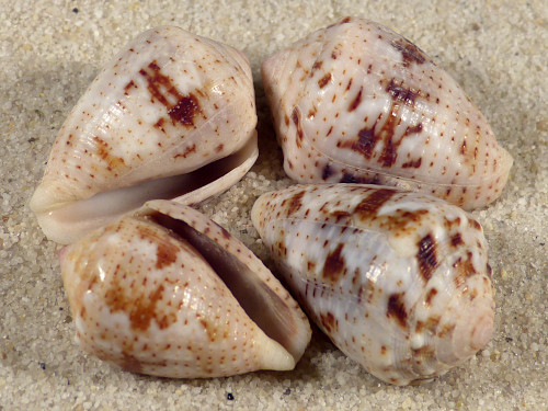 Conus coronatus PH 2,5+cm