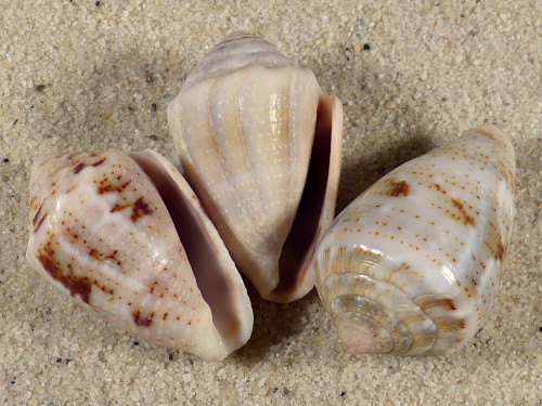 Conus coronatus PH 3+cm