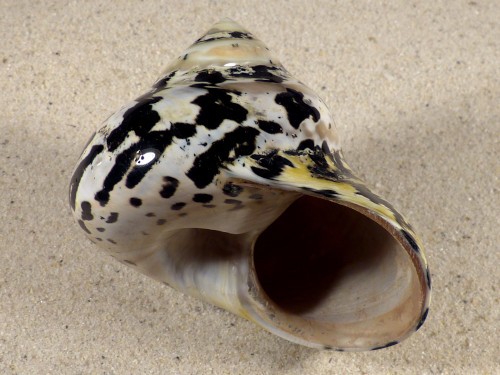 4,0-4,2 - Cittarium pica poliert