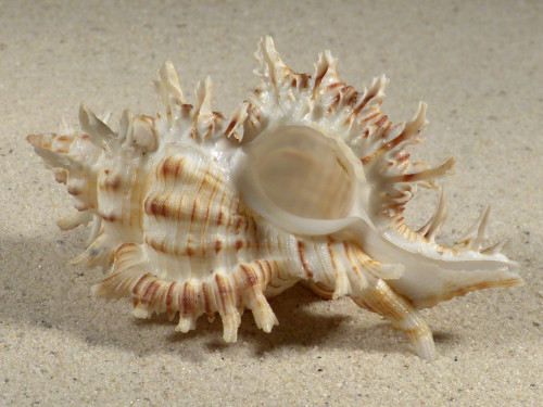 Chicoreus cnissodus PH 9,2cm 