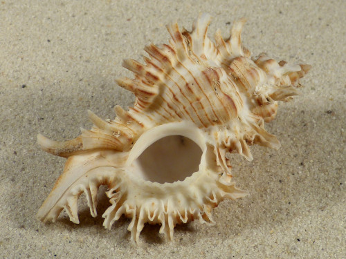 Chicoreus cnissodus PH 8,5cm 