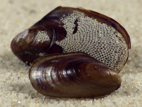 Mytilus trossulus LT 1,4+cm