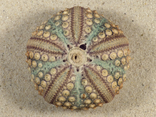 Echinothrix calamaris PH 6,6cm *Unikat*