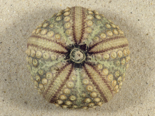 Echinothrix calamaris PH 6,7cm *unique*