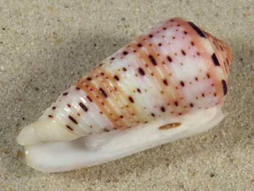 Conus aurisiacus w/o PH 5,5cm *unique*