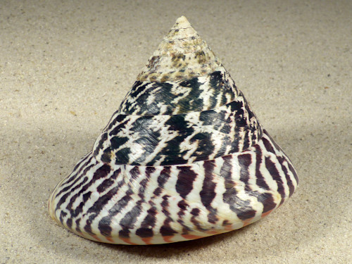 Tectus niloticus PH 9,7cm *unique*