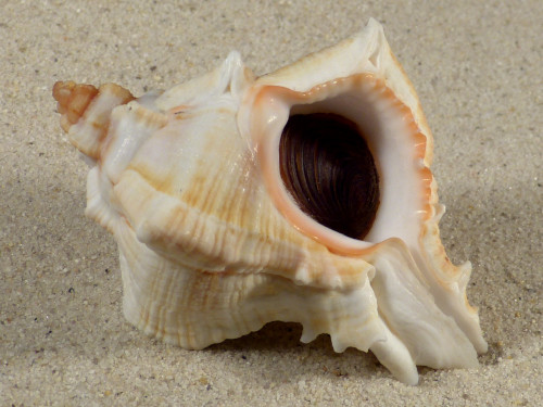 Chicoreus virgineus m/O IN 7,8cm *Unikat*