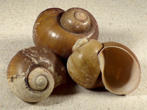 2,5-2,9 - Pomacea insularum