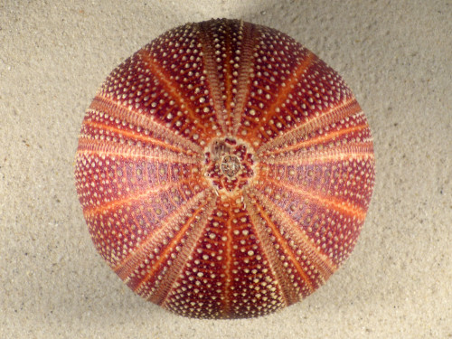 Echinus esculentus 12,3cm *unique*