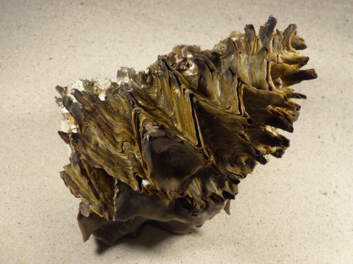 Hyotissa hyotis aus den Philippinen 155