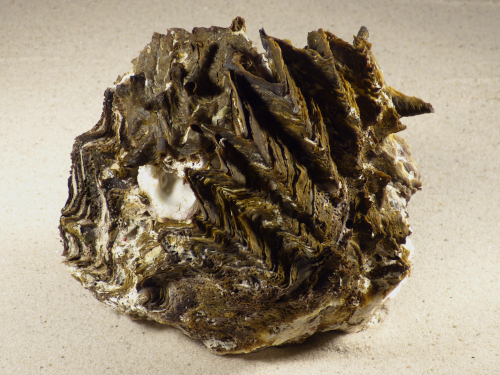 Hyotissa hyotis Cluster aus den Philippinen 145