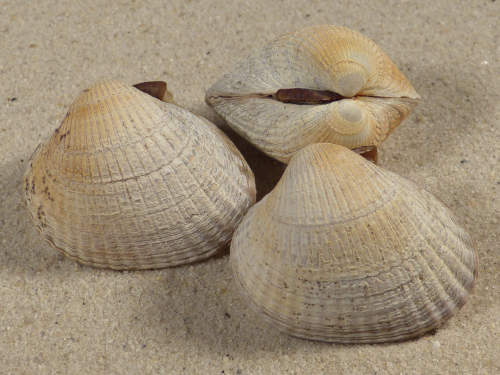 Cerastoderma glaucum aus NordNorwegen