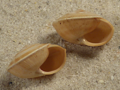 Gemusterte Theba pisana arietina aus SüdSpanien