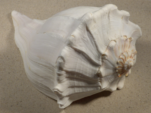 Großes Sinistrofulgur perversum