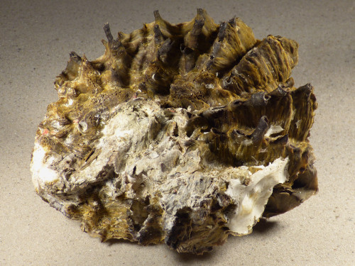 Hyotissa hyotis aus den Philippinen 155