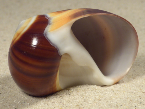 Große dunkle Polinices powisianus aus Vietnam