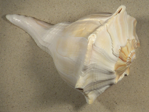 Großes Sinistrofulgur perversum