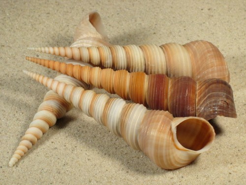 Turritella terebra (Große Turmschnecke)