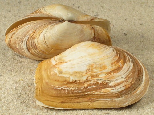Mya truncata aus den Niederlanden