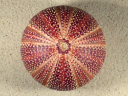 Echinus esculentus 10,6cm *Unikat*