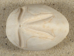 Brissus latecarinatus PH 6,2cm *Unikat*