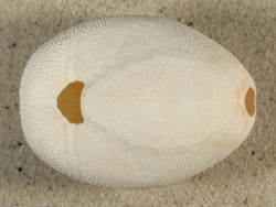 Brissus latecarinatus PH 6,2cm *Unikat*