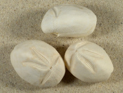 Brissus latecarinatus PH 4,2+cm