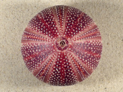 Echinus esculentus 9,1cm *Unikat*