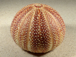 Echinus esculentus 9,7cm *Unikat*