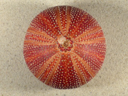 Echinus esculentus 9,6cm *Unikat*